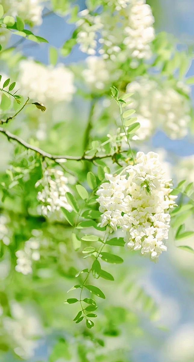 浪漫花季：紫云白雾绕春城（图ZNDA3NzQxNjg0） - 风光摄影 - 站酷设计师一小迷糊一原创素材 - 站酷ZCOOL