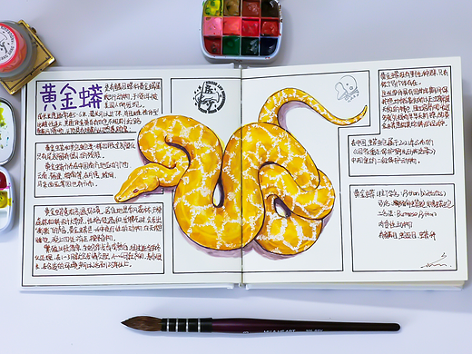 胆小忽点！手绘科普蛇科插画