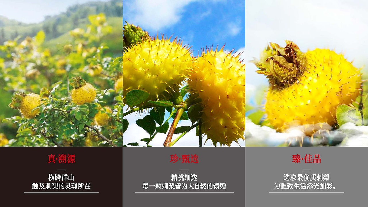 “黔然堂”刺梨产品 价值定位解析 - 橙就方法论解析(图ZNDA4Mzk2ODM2) - 包装 - 站酷设计师橙就创意原创素材 - 站酷ZCOOL