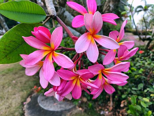 粉色鸡蛋花，格桑花