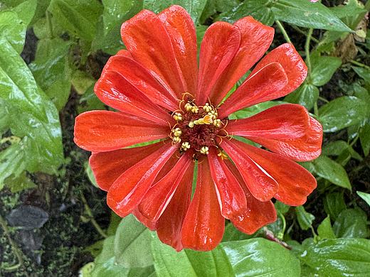 花