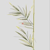 半片月光的头像