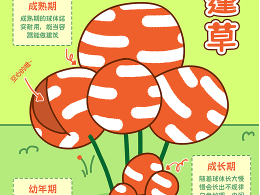 森林小镇植物图鉴｜蓬蓬草
