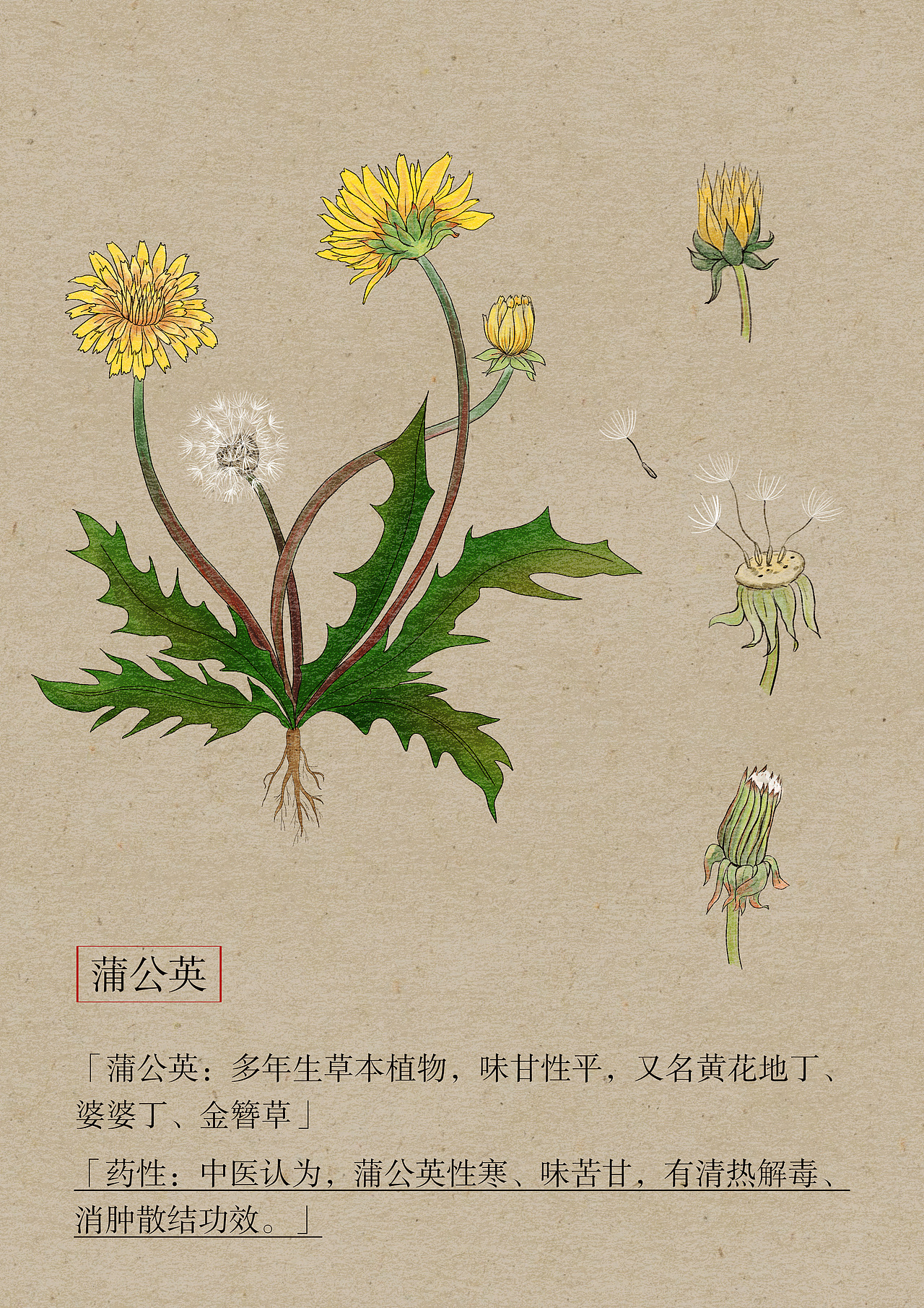 本草纲目中草药插画蒲公英（图ZNDA5MTg1MzUy） - 商业插画 - 站酷设计师雨田阿瑞原创素材 - 站酷ZCOOL