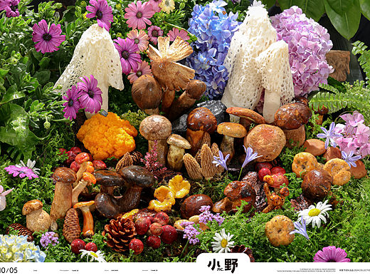 云山雀 野生菌火锅拍摄