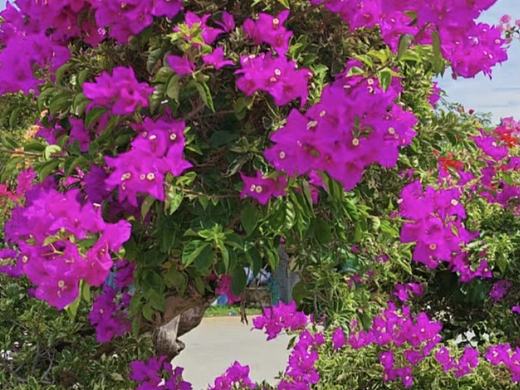 三角梅（海南省市花）海南野生仙人掌果