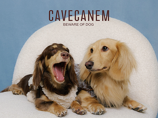 Cave Canem宠物品牌设计｜W-H-OLE