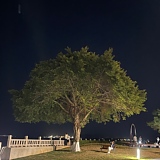 天马流星锤的头像
