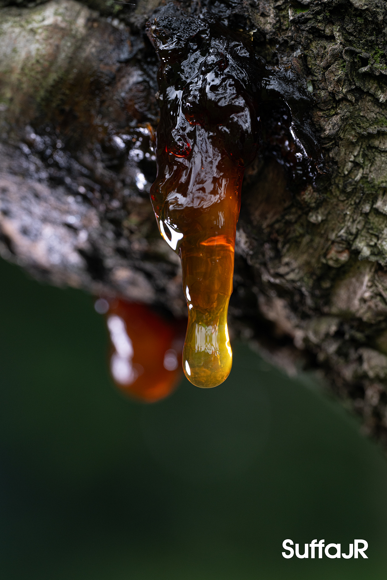微观世界菌子的秘密（图ZNDA5NjI4MDI0） - 其他摄影 - 站酷设计师朱尼尔沙发SUFFA原创素材 - 站酷ZCOOL