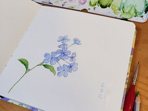 夏天的蓝雪花