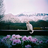 猫柠meow的头像