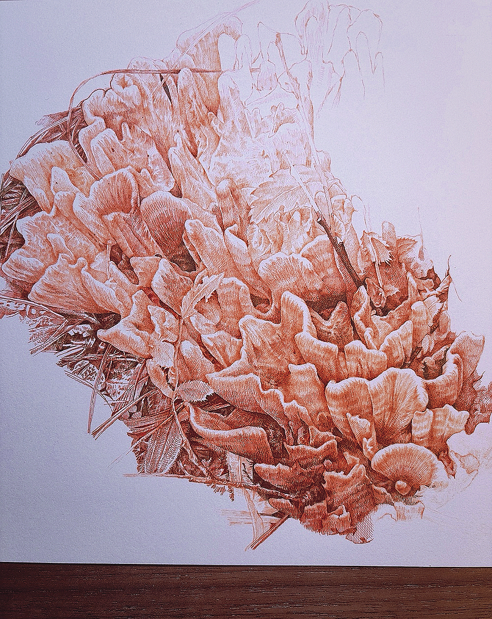 蘸水笔针管笔｜干巴菌（可食用）（图ZNDEwMTE4MjI4） - 艺术插画 - 站酷设计师CatCastleDZ原创素材 - 站酷ZCOOL