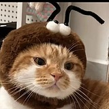 匿名杀手猫的头像