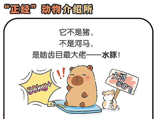 水豚，“摆烂”之王的自我修养（上）