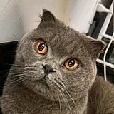 皮蛋设计师的头像