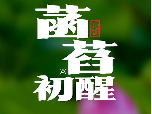 菡萏初醒