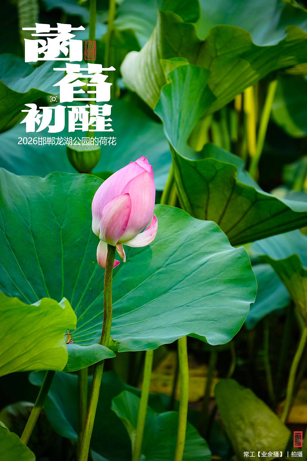 菡萏初醒（图ZNDEwNzY2ODky） - 人文/纪实摄影 - 站酷设计师画设计原创素材 - 站酷ZCOOL