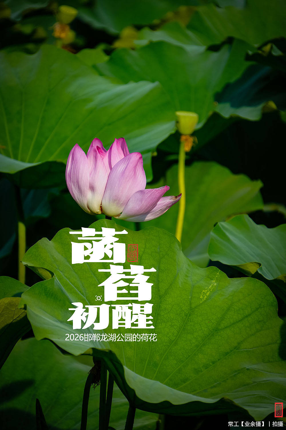 菡萏初醒（图ZNDEwNzY2ODk2） - 人文/纪实摄影 - 站酷设计师画设计原创素材 - 站酷ZCOOL