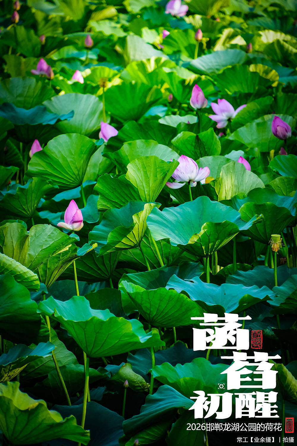 菡萏初醒（图ZNDEwNzY2ODg4） - 人文/纪实摄影 - 站酷设计师画设计原创素材 - 站酷ZCOOL