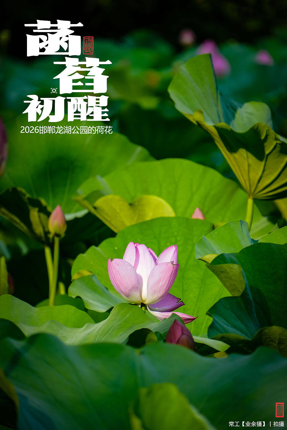 菡萏初醒（图ZNDEwNzY2OTA0） - 人文/纪实摄影 - 站酷设计师画设计原创素材 - 站酷ZCOOL