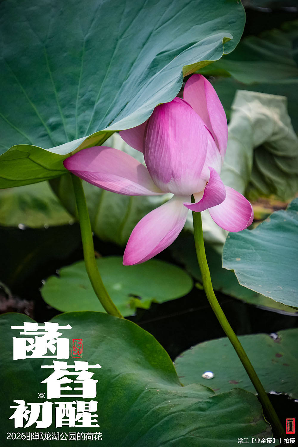 菡萏初醒（图ZNDEwNzY2OTA4） - 人文/纪实摄影 - 站酷设计师画设计原创素材 - 站酷ZCOOL
