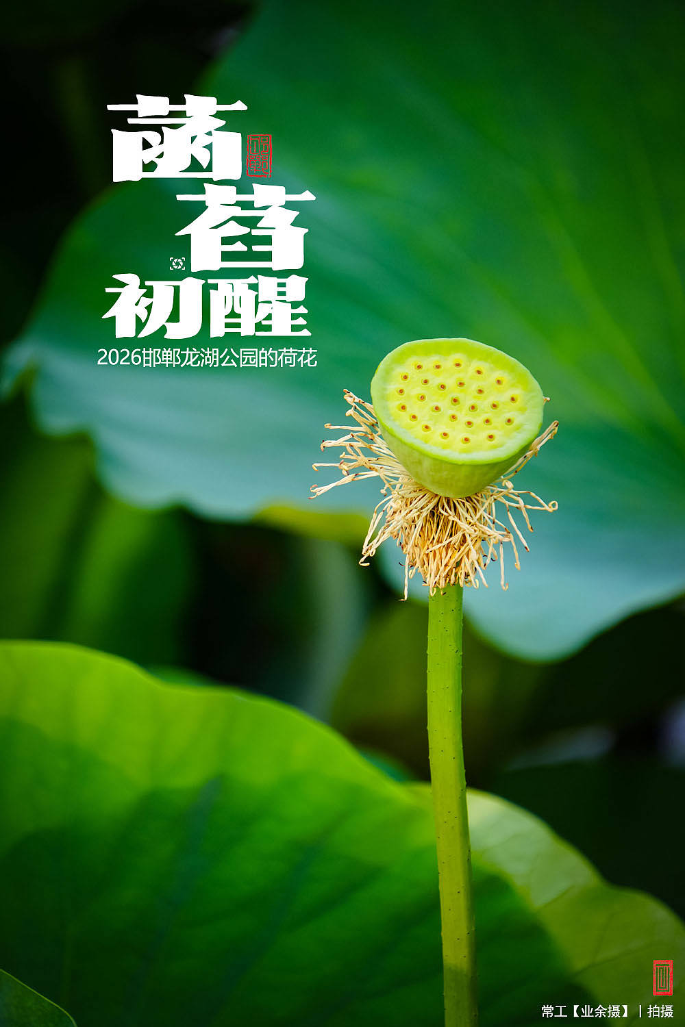 菡萏初醒（图ZNDEwNzY2OTIw） - 人文/纪实摄影 - 站酷设计师画设计原创素材 - 站酷ZCOOL