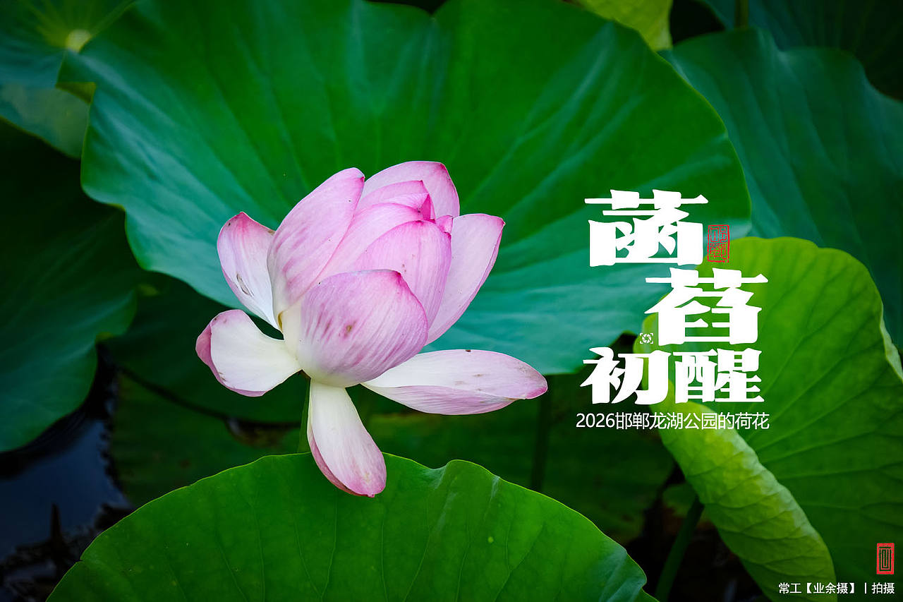 菡萏初醒（图ZNDEwNzY2OTE2） - 人文/纪实摄影 - 站酷设计师画设计原创素材 - 站酷ZCOOL