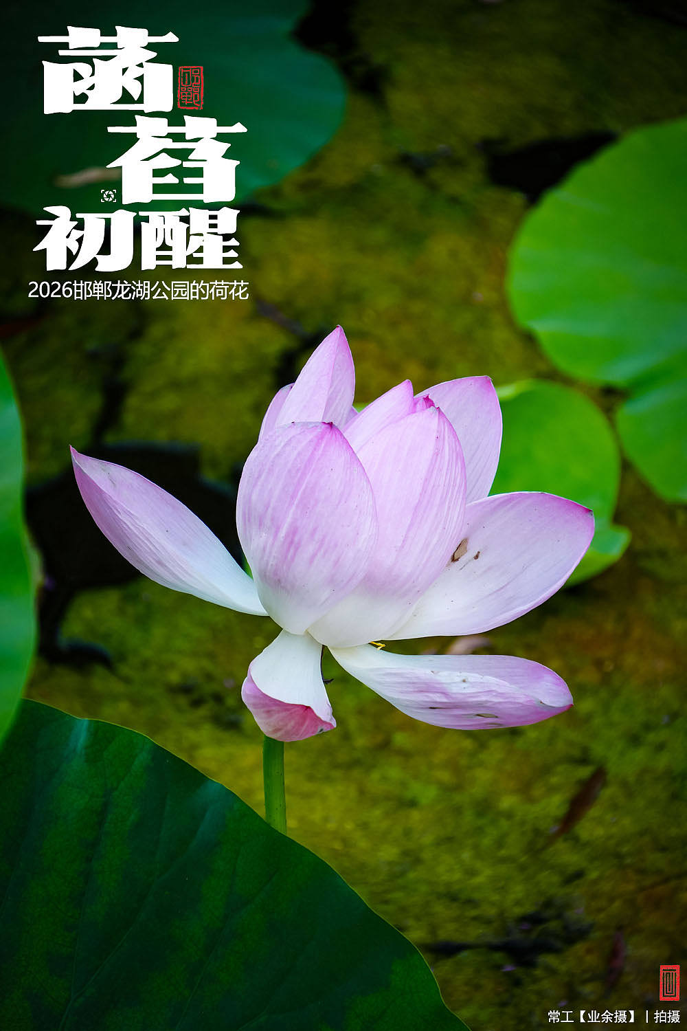 菡萏初醒（图ZNDEwNzY2OTI0） - 人文/纪实摄影 - 站酷设计师画设计原创素材 - 站酷ZCOOL