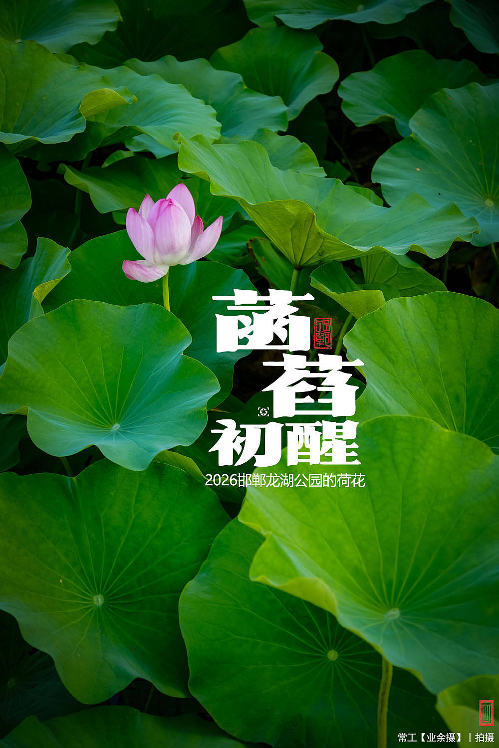 菡萏初醒（图ZNDEwNzY2OTQw） - 人文/纪实摄影 - 站酷设计师画设计原创素材 - 站酷ZCOOL