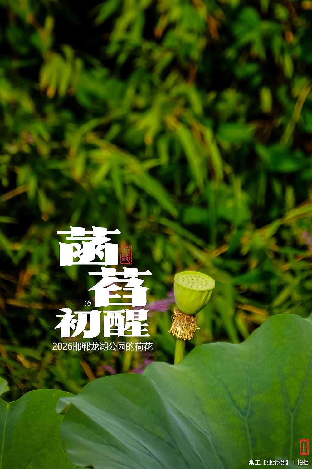 菡萏初醒（图ZNDEwNzY2OTAw） - 人文/纪实摄影 - 站酷设计师画设计原创素材 - 站酷ZCOOL