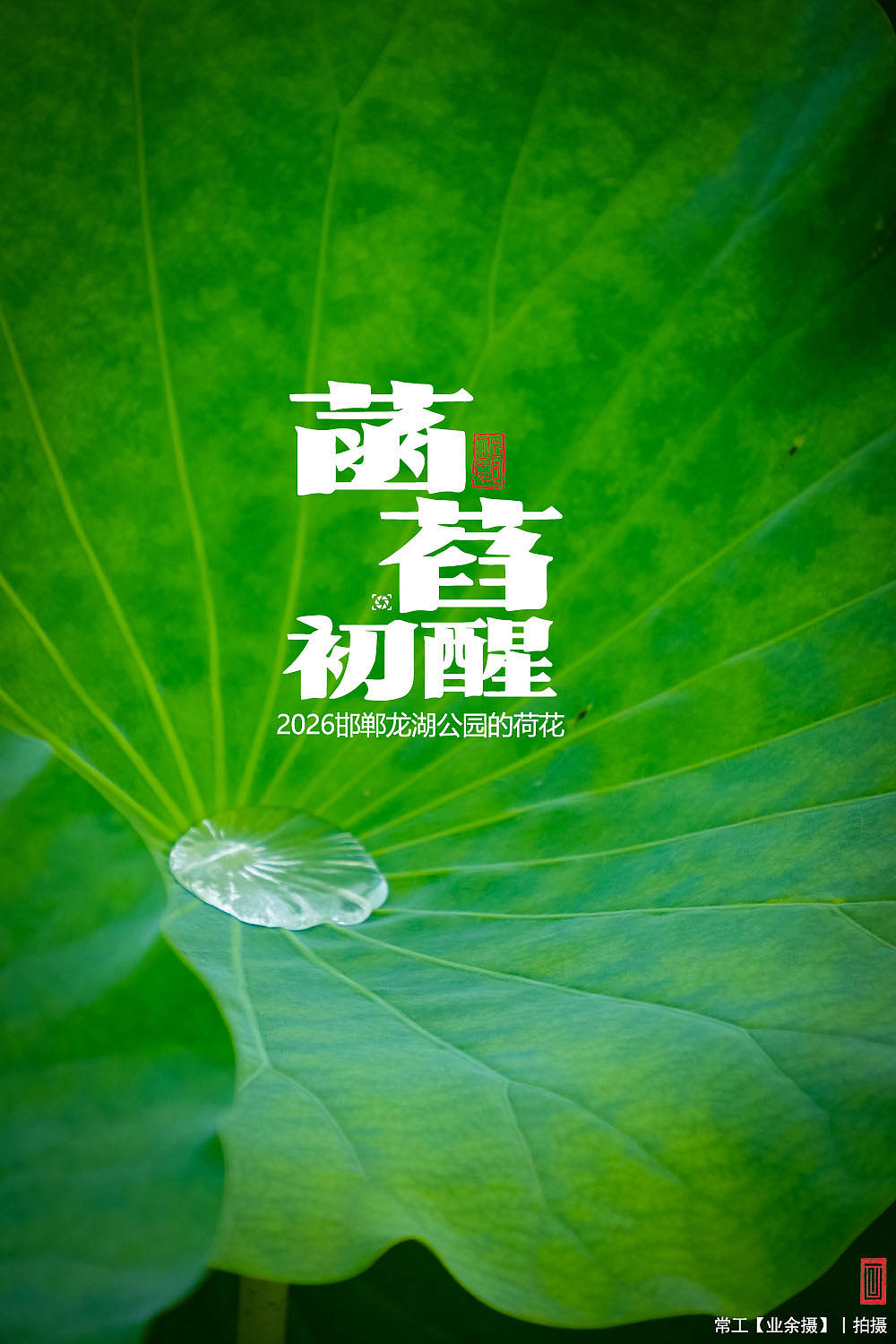 菡萏初醒（图ZNDEwNzY2OTQ0） - 人文/纪实摄影 - 站酷设计师画设计原创素材 - 站酷ZCOOL