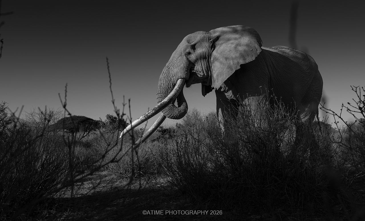 长牙巨象-克雷格big-tusked elephant-Craig(图ZNDEwODk1NzAw) - 风光摄影 - 站酷设计师ATIME斯基原创素材 - 站酷ZCOOL