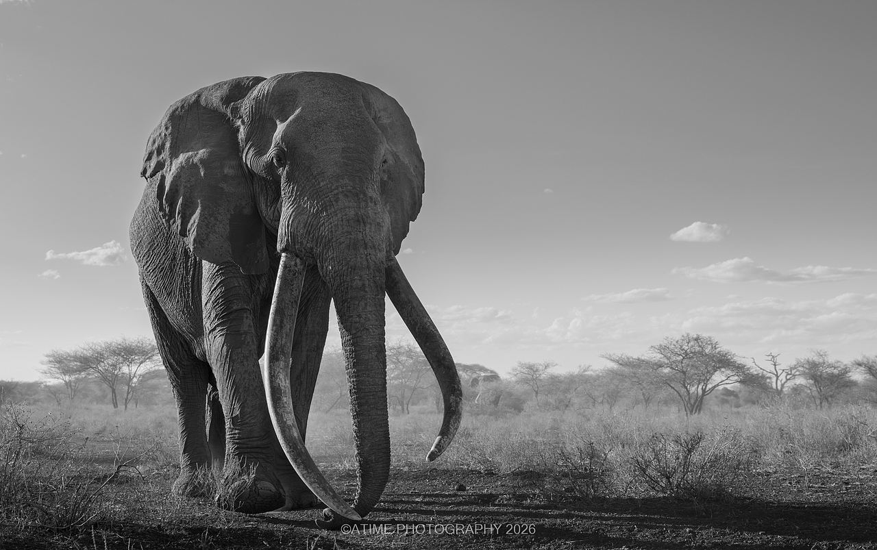 长牙巨象-克雷格big-tusked elephant-Craig(图ZNDEwODk1Nzk2) - 风光摄影 - 站酷设计师ATIME斯基原创素材 - 站酷ZCOOL