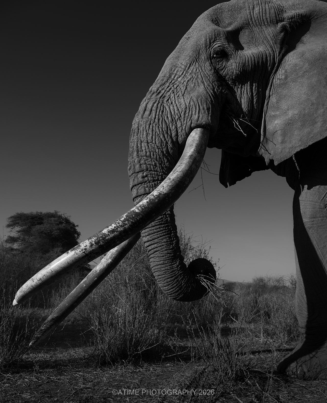 长牙巨象-克雷格big-tusked elephant-Craig(图ZNDEwODk1Nzgw) - 风光摄影 - 站酷设计师ATIME斯基原创素材 - 站酷ZCOOL