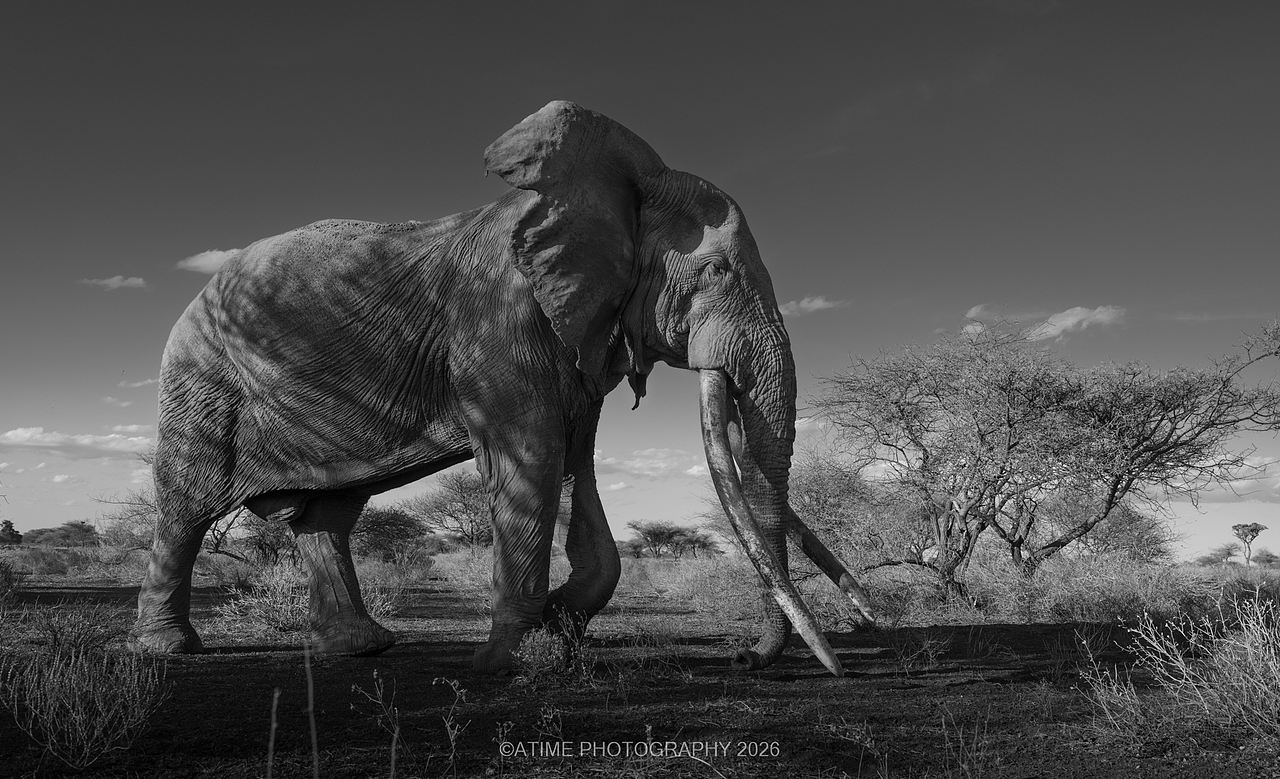 长牙巨象-克雷格big-tusked elephant-Craig(图ZNDEwODk1Nzky) - 风光摄影 - 站酷设计师ATIME斯基原创素材 - 站酷ZCOOL