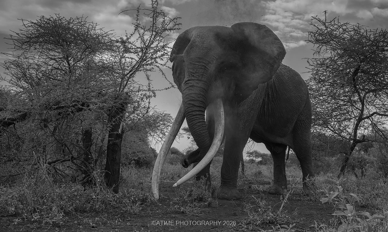 长牙巨象-克雷格big-tusked elephant-Craig(图ZNDEwODk1ODE2) - 风光摄影 - 站酷设计师ATIME斯基原创素材 - 站酷ZCOOL