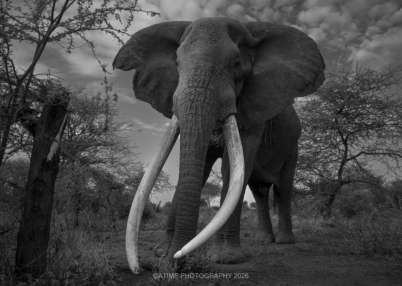 长牙巨象-克雷格big-tusked elephant-Craig(图ZNDEwODk1ODI0) - 风光摄影 - 站酷设计师ATIME斯基原创素材 - 站酷ZCOOL