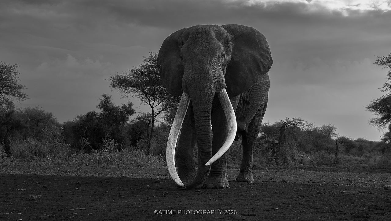 长牙巨象-克雷格big-tusked elephant-Craig(图ZNDEwODk1ODI4) - 风光摄影 - 站酷设计师ATIME斯基原创素材 - 站酷ZCOOL