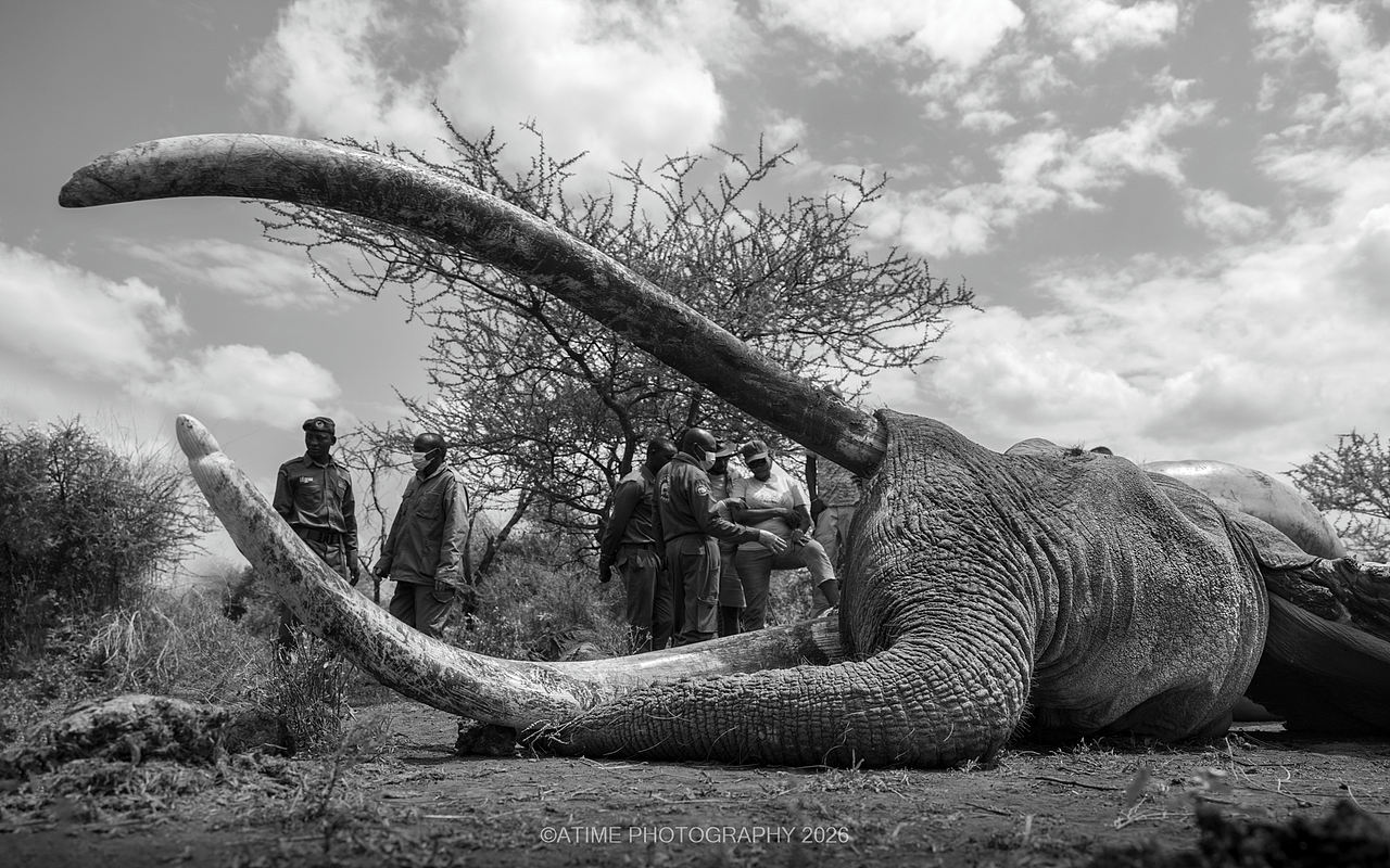 长牙巨象-克雷格big-tusked elephant-Craig(图ZNDEwODk1ODM2) - 风光摄影 - 站酷设计师ATIME斯基原创素材 - 站酷ZCOOL