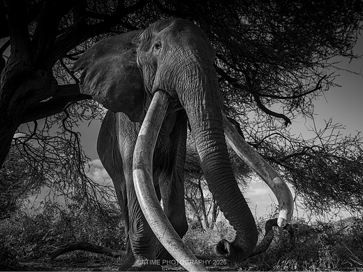 长牙巨象-克雷格big-tusked elephant-Craig