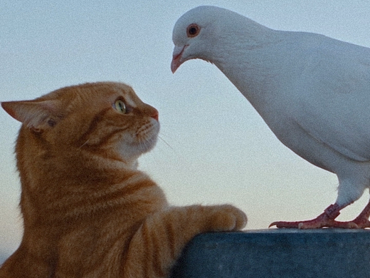 突发猫鸽大战❗️打着打着画风突然变了