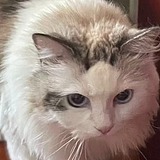 崽崽不是猫的头像