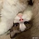 脆皮椰子水