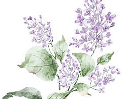 水墨丁香花2p