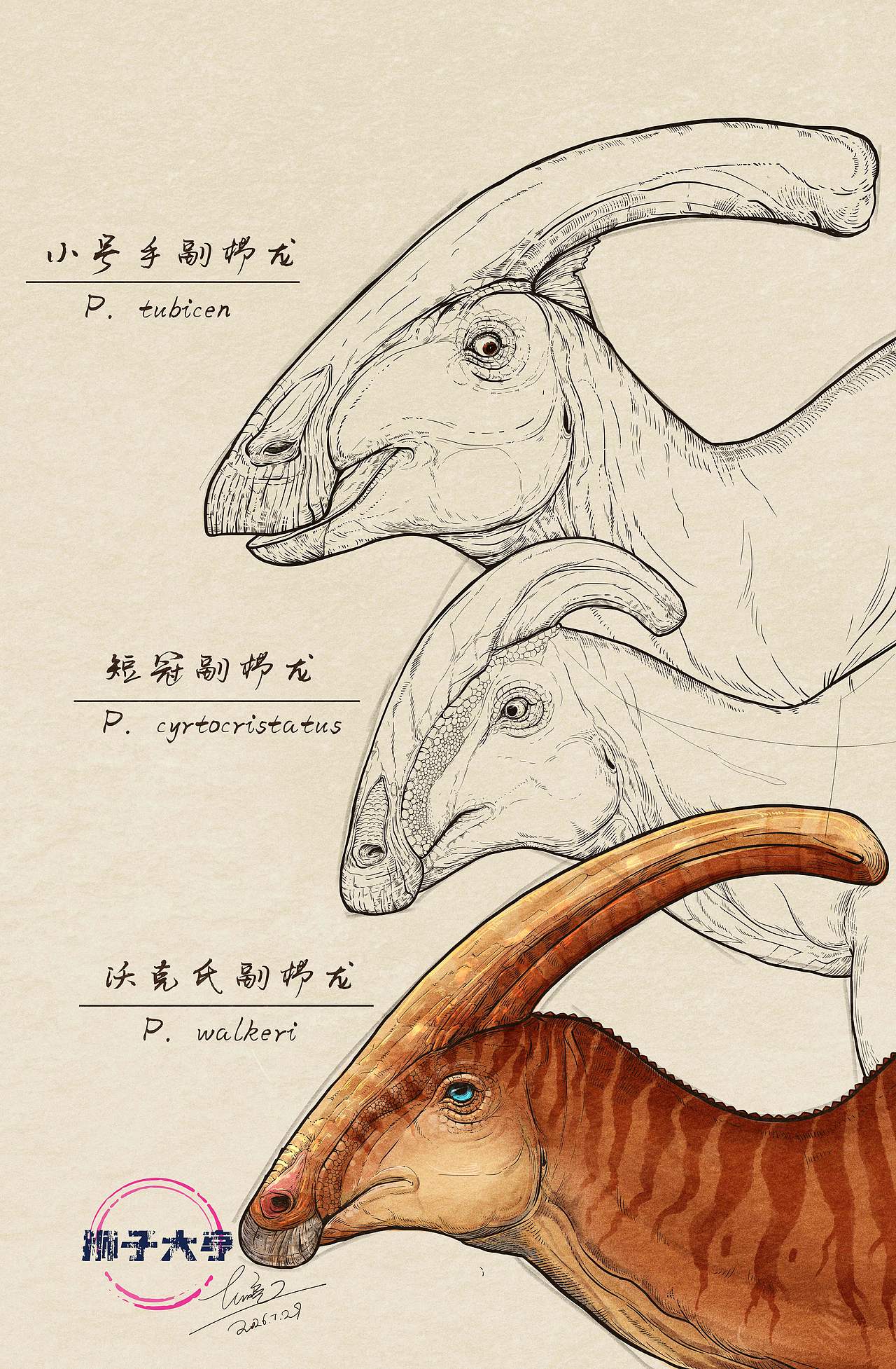动物插画-物种科普绘本合集（五）古生物篇（图ZNDExNjM0NDEy） - 商业插画 - 站酷设计师狮子大亨原创素材 - 站酷ZCOOL
