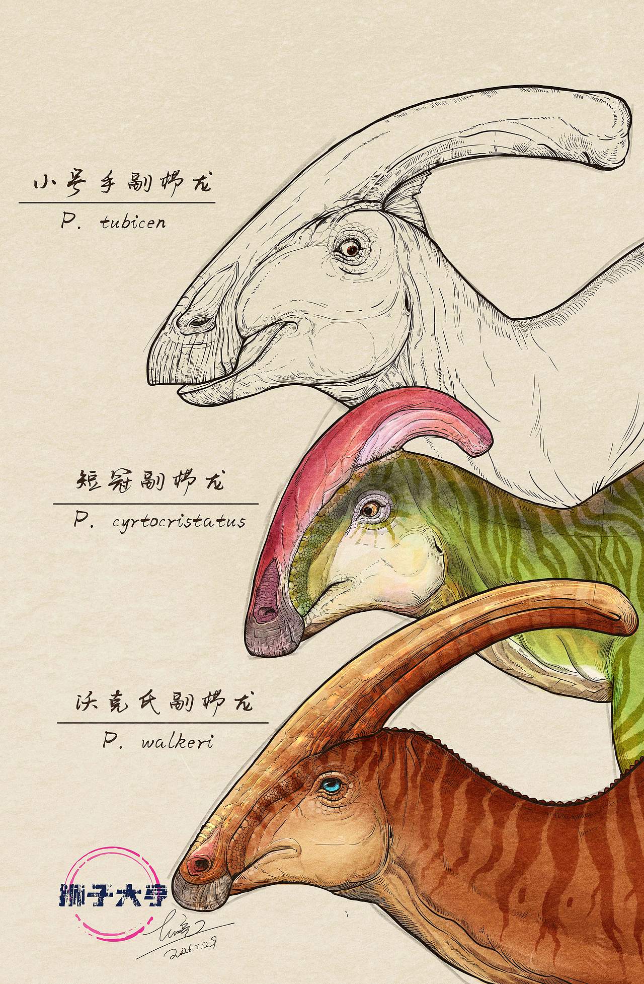 动物插画-物种科普绘本合集（五）古生物篇（图ZNDExNjM0NDE2） - 商业插画 - 站酷设计师狮子大亨原创素材 - 站酷ZCOOL