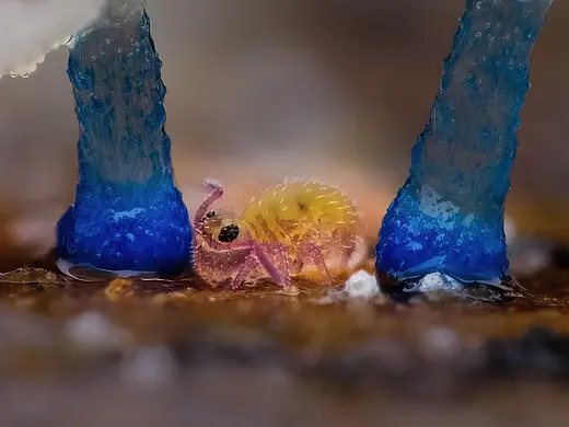 小虫虫们的微观