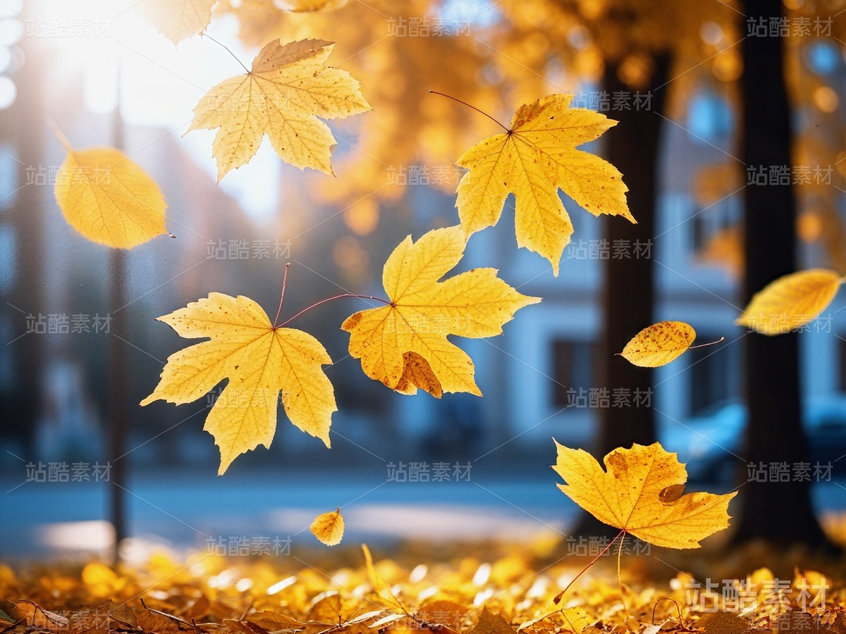 12张秋天落叶高清图片(免费)(主预览-3758) - 未分类 - 站酷设计师明原创素材 - 站酷ZCOOL