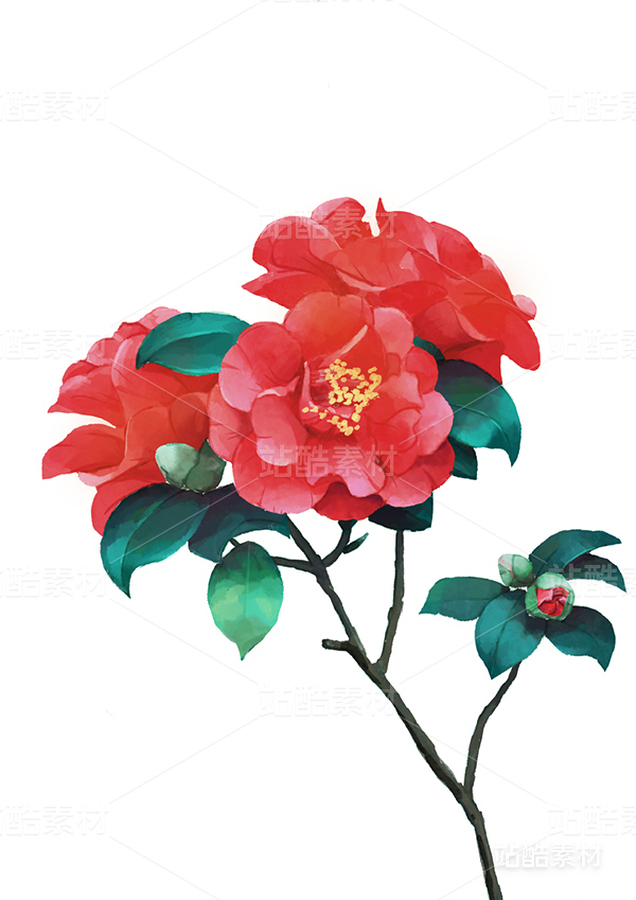 红色山茶花（主预览-4379） - 未分类 - 站酷设计师萌猫半只原创素材 - 站酷ZCOOL