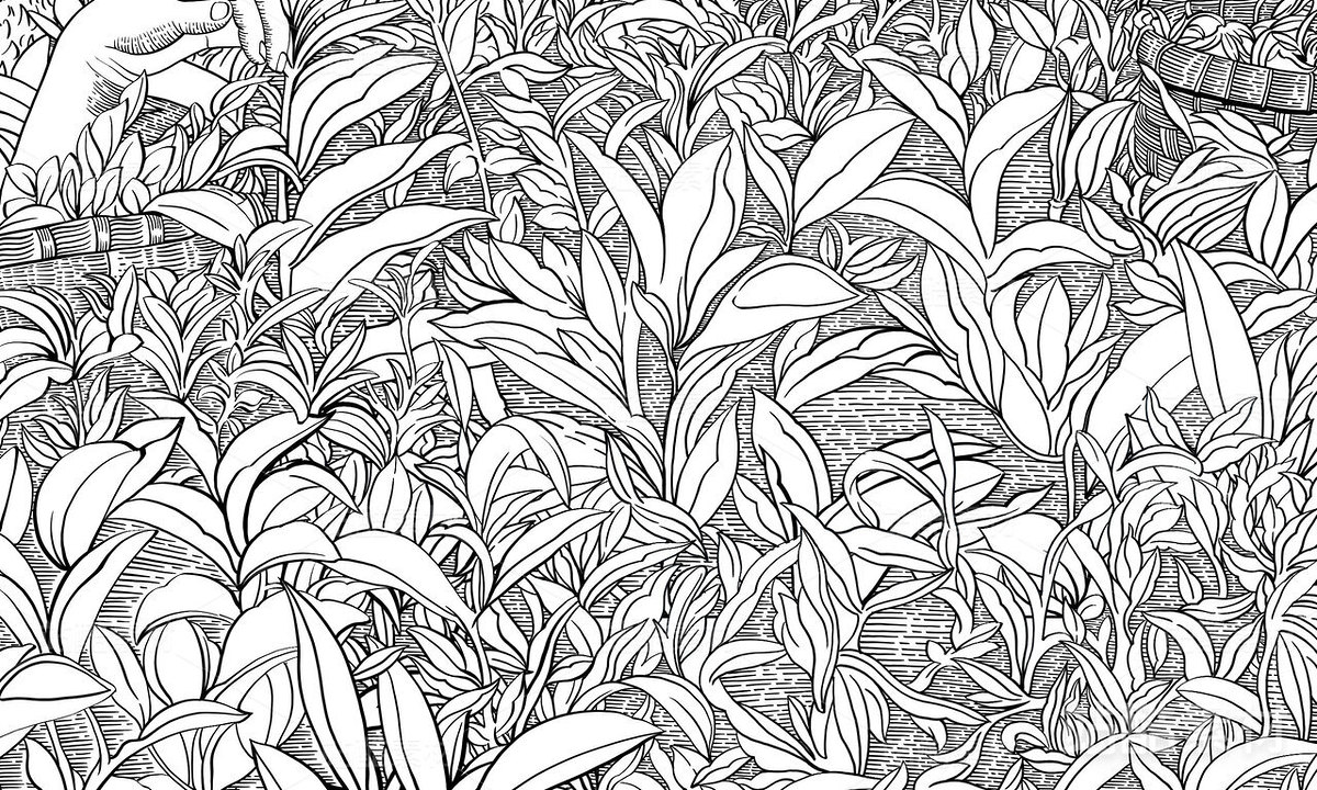 采茶（主预览-6317） - 未分类 - 站酷设计师洋葱拉面原创素材 - 站酷ZCOOL